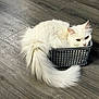 animal, basket, cat, cozy, curled_tail, cute, domestic_cat, ears, eyes, feline, floor, fluffy_tail, fur, indoor, pet, resting, small_basket, whiskers, white_cat, wooden_floor