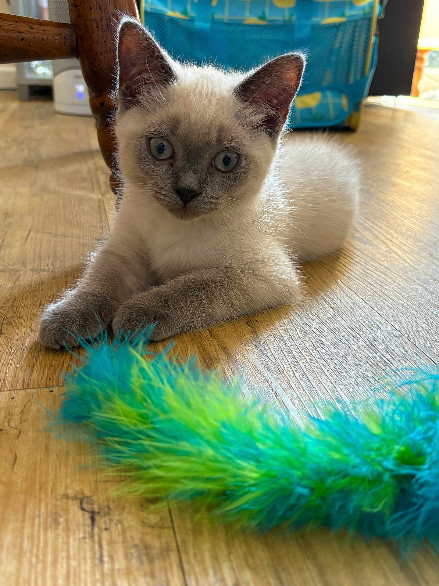 Marshmallow joined the competition — help win amazing prizes! kitten, cat, siamese, pet, indoor, wooden_floor, toy, feather_toy, curious, young, feline, blue_eyes, paws, fur, animal, domestic, resting, closeup, household, playful