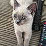 Marshmallow joined the competition — help win amazing prizes! kitten, cat, siamese, blue_eyes, pet, animal, feline, couch, remote_control, blanket, indoor, close_up, cute, whiskers, relaxed, young, fur, texture, domestic, resting