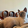 Marshmallow joined the competition — help win amazing prizes! kitten, cat, siamese, fluffy, feline, pet, animal, indoor, curious, blanket, soft, resting, ears, wide_eyes, young, cute, cozy, furniture, wood, domestic