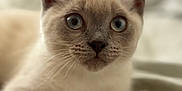 Marshmallow is registered to the contest to win money with this photo: kitten, cat, siamese, blue_eyes, fur, whiskers, close_up, pet, animal, cute, laying, paws, indoor, cozy, blanket, soft, portrait, young, curious, feline