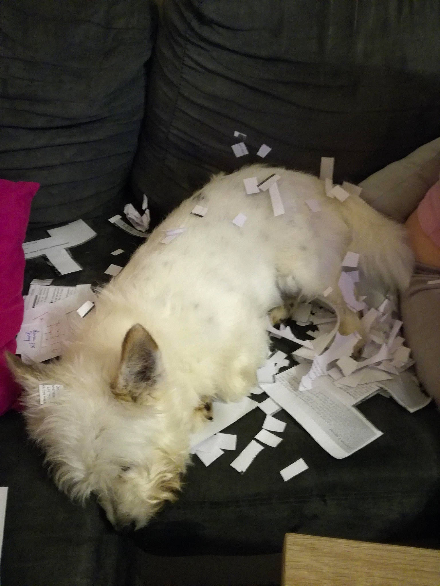 Frippon a rejoint le concours — aidez-le/la à gagner de superbes lots ! canidae, carnivore, comfort, companion_dog, dog, dog_breed, duvet, fawn, felidae, fur, non_sporting_group, puppy, small_terrier, small_to_medium_sized_cats, snout, sporting_group, terrier, toy_dog, whiskers, working_animal