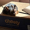 dog, sleeping, cardboard_box, sunlight, pet, indoor, brown, black, fur, relaxing, shadow, quiet, small_dog, pet_supplies, box, resting, cozy, calm, animal, home