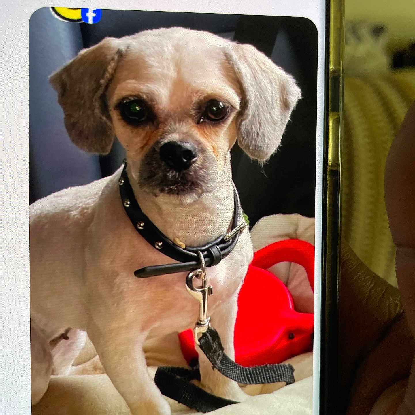 Coco joined the competition — help win amazing prizes! dog, pet, collar, leash, indoor, close_up, small_dog, animal, canine, fur, face, ears, black_collar, leash_clip, red_object, soft_surface, phone_screen, hand, time_display, mms