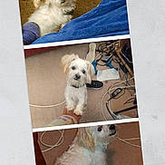 Polo is registered to the contest to win money with this photo: animal, cables, carpet, carpeted_floor, casual, clutter, cute, dog, domestic, fluffy, footwear, hand, indoor, interaction, light_brown_ears, pet, playful, small_dog, toy, white_dog
