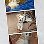 animal, cables, carpet, carpeted_floor, casual, clutter, cute, dog, domestic, fluffy, footwear, hand, indoor, interaction, light_brown_ears, pet, playful, small_dog, toy, white_dog