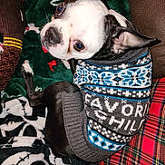 Diesel joined the competition — help win amazing prizes! dog, boston_terrier, sweater, pet_clothing, blanket, plaid, green_blanket, black_and_white_blanket, cute, indoors, cozy, animal, pet, fur, ears, face, looking_up, resting, close_up, comfortable