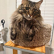 Mishu is registered to the contest to win money with this photo: cat, tabby, fluffy, pet, indoor, feline, animal, cozy, bed, carpeted_bed, wooden_stand, window_blinds, domestic, whiskers, ears, closeup, portrait, relaxed, fur, cute