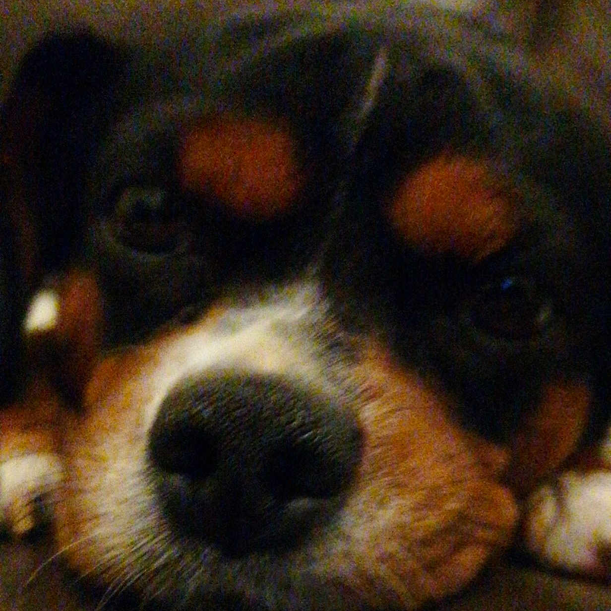 Leuky