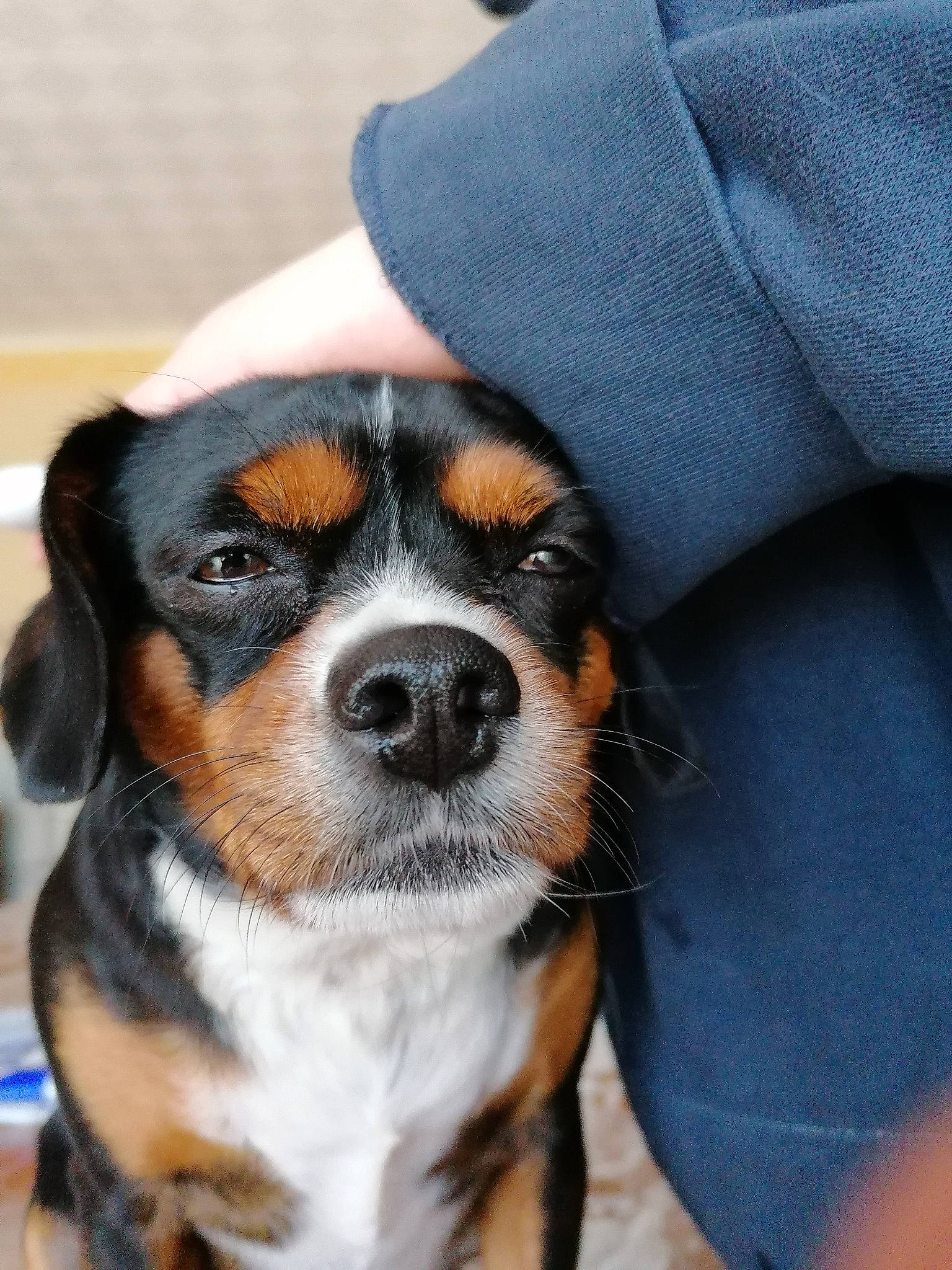 Leuky participe au concours pour gagner de l'argent avec cette photo : appenzeller_sennenhund, beagle, beaglier, canidae, carnivore, companion_dog, dog, dog_breed, entlebucher_mountain_dog, mammal, nose, pocket_beagle, puppy, puppy_love, rare_breed_dog, snout, vertebrate, whiskers