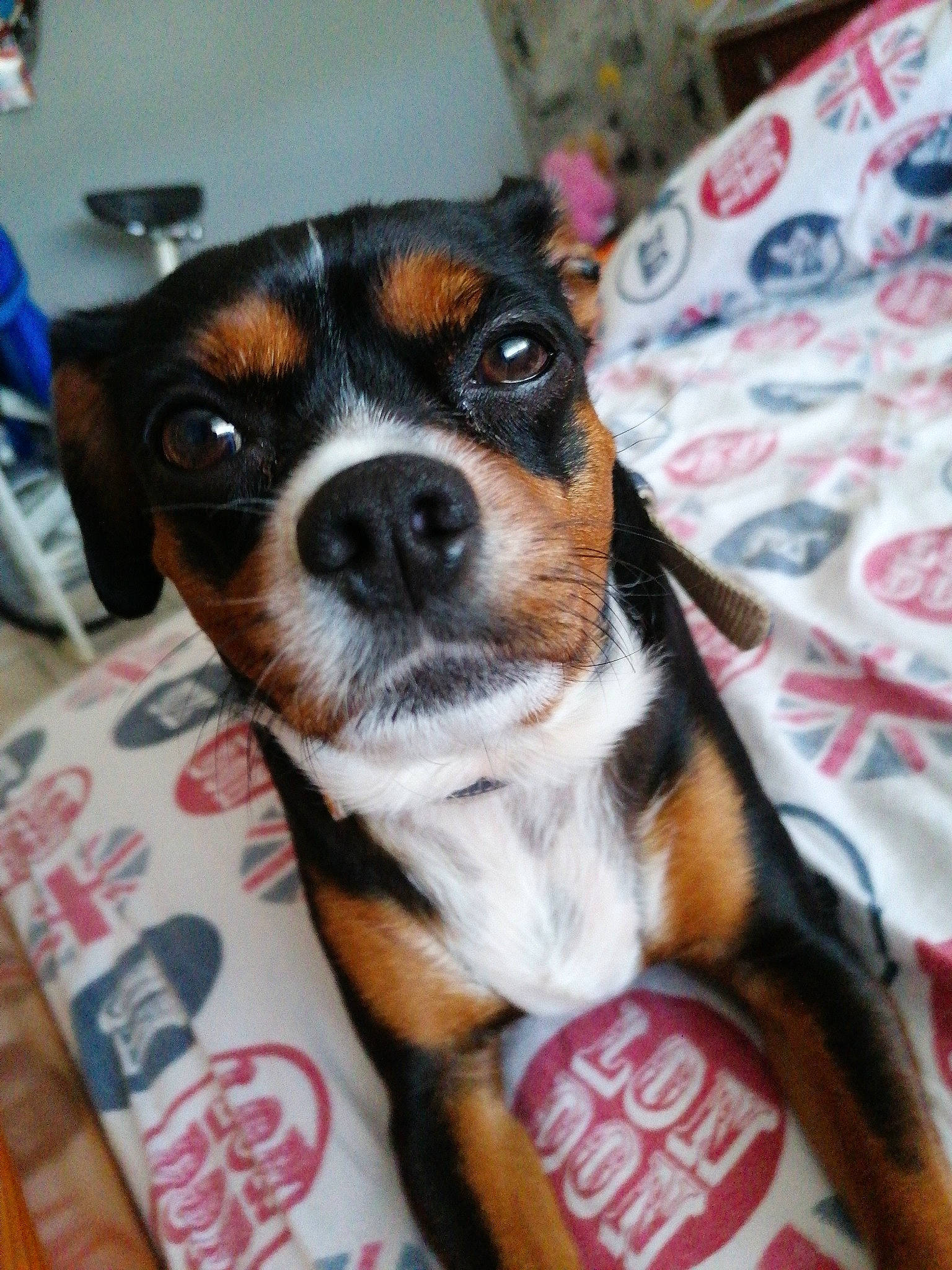 Leuky participe au concours pour gagner de l'argent avec cette photo : beagle, beaglier, canidae, carnivore, companion_dog, dog, dog_breed, ear, finnish_hound, mammal, miniature_pinscher, nose, puppy, puppy_love, rare_breed_dog, ratonero_bodeguero_andaluz, snout, sporting_group, toy_dog, vertebrate