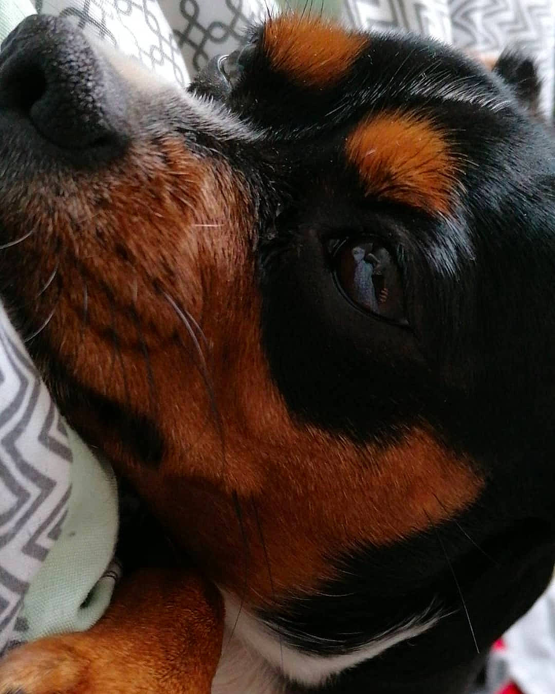 Leuky participe au concours pour gagner de l'argent avec cette photo : bernese_mountain_dog, canidae, carnivore, companion_dog, dog, dog_breed, ear, nose, puppy_love, snout, whiskers