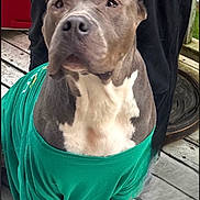 Osa joined the competition — help win amazing prizes! animal, background, canine, casual, clothing, dog, domestic, ears, expression, green_shirt, grey_and_white, large_dog, legs, nose, outdoor, person, pet, red_object, standing, wooden_deck