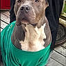 animal, background, canine, casual, clothing, dog, domestic, ears, expression, green_shirt, grey_and_white, large_dog, legs, nose, outdoor, person, pet, red_object, standing, wooden_deck
