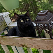 Nuca joined the competition — help win amazing prizes! black_cat, cat, outdoor, bench, wood, lantern, greenery, pet, animal, feline, yellow_eyes, resting, nature, summer, garden, curious, sunlight, closeup, domestic_cat, portrait