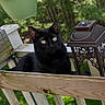 black_cat, cat, outdoor, bench, wood, lantern, greenery, pet, animal, feline, yellow_eyes, resting, nature, summer, garden, curious, sunlight, closeup, domestic_cat, portrait