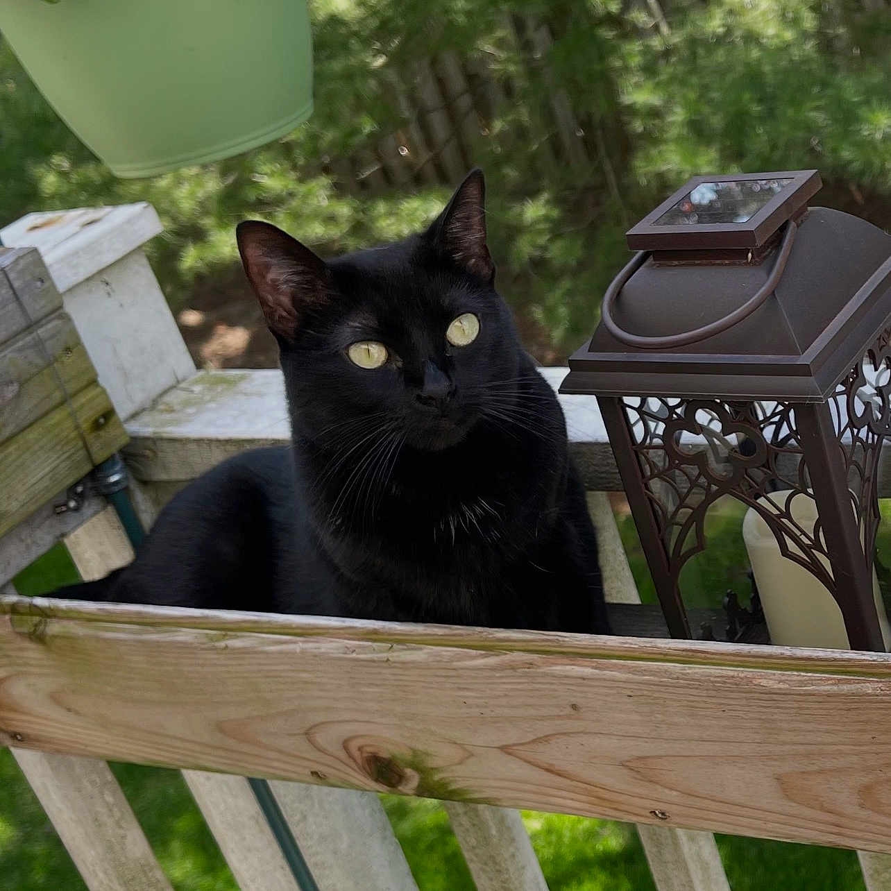 Nuca joined the competition — help win amazing prizes! black_cat, cat, outdoor, bench, wood, lantern, greenery, pet, animal, feline, yellow_eyes, resting, nature, summer, garden, curious, sunlight, closeup, domestic_cat, portrait