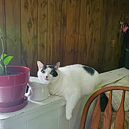 Mr. Nobi joined the competition — help win amazing prizes! cat, white_cat, black_spots, plant_pot, indoor, wooden_paneling, chair, furniture, relaxed, curious, pet, animal, houseplant, resting, domestic, ledges, home_interior, wood, white_object, lazy