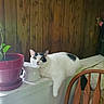 cat, white_cat, black_spots, plant_pot, indoor, wooden_paneling, chair, furniture, relaxed, curious, pet, animal, houseplant, resting, domestic, ledges, home_interior, wood, white_object, lazy