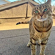 Nala joined the competition — help win amazing prizes! cat, tabby_cat, animal, pet, outdoor, rooftop, green_eyes, whiskers, fur, daylight, sky, building, curious, standing, closeup, nature, mammal, domestic_animal, portrait, ears