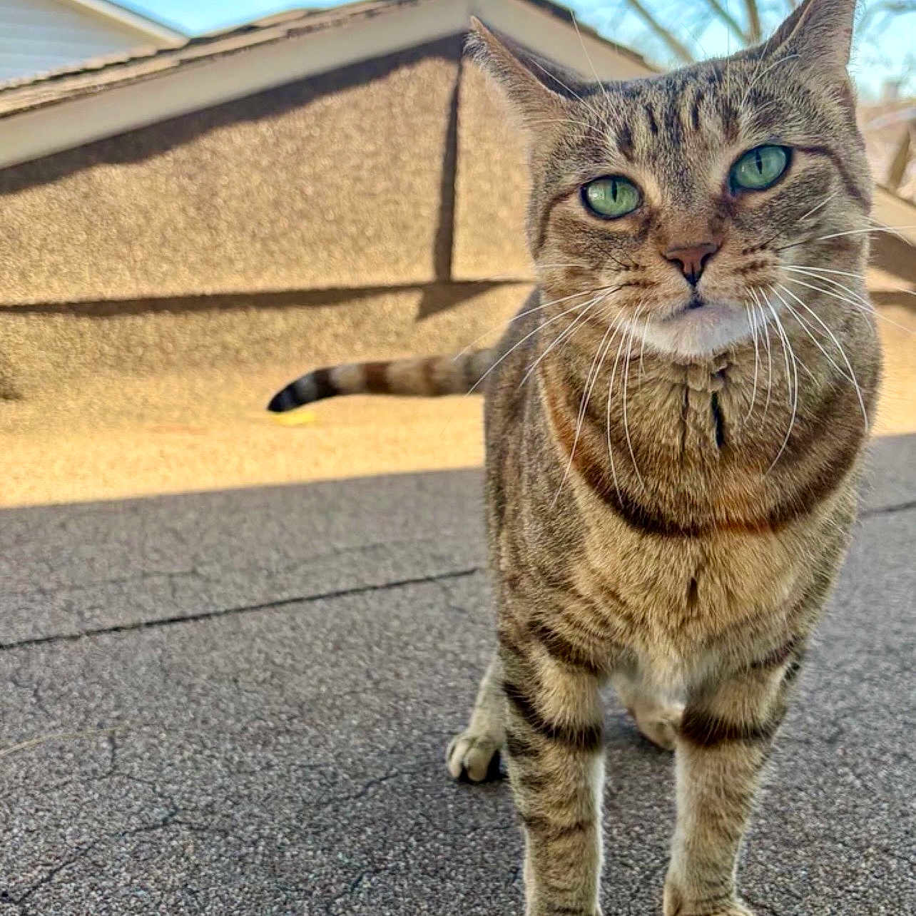 Nala joined the competition — help win amazing prizes! cat, tabby_cat, animal, pet, outdoor, rooftop, green_eyes, whiskers, fur, daylight, sky, building, curious, standing, closeup, nature, mammal, domestic_animal, portrait, ears