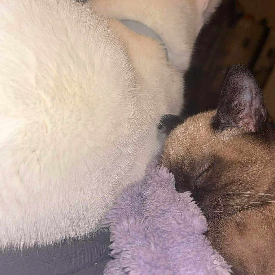 Maze Et Flocon participe au concours pour gagner de l'argent avec cette photo : angora, animal, blanket, cat, clothing, fur, homedecor, kitten, manx, person, pet, siamese, sleeping, towel