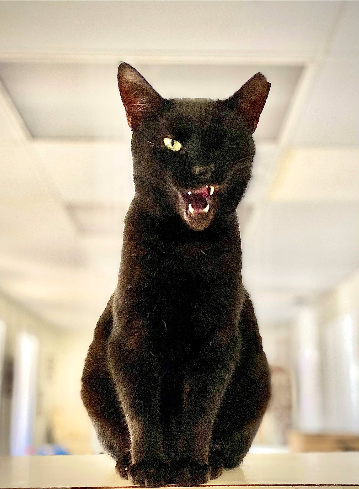 Mediacom joined the competition — help win amazing prizes! black_cat, bombay, carmine, carnivore, cat, claw, domestic_short_haired_cat, eye, felidae, fur, human_body, small_to_medium_sized_cats, snout, tail, terrestrial_animal, whiskers, window