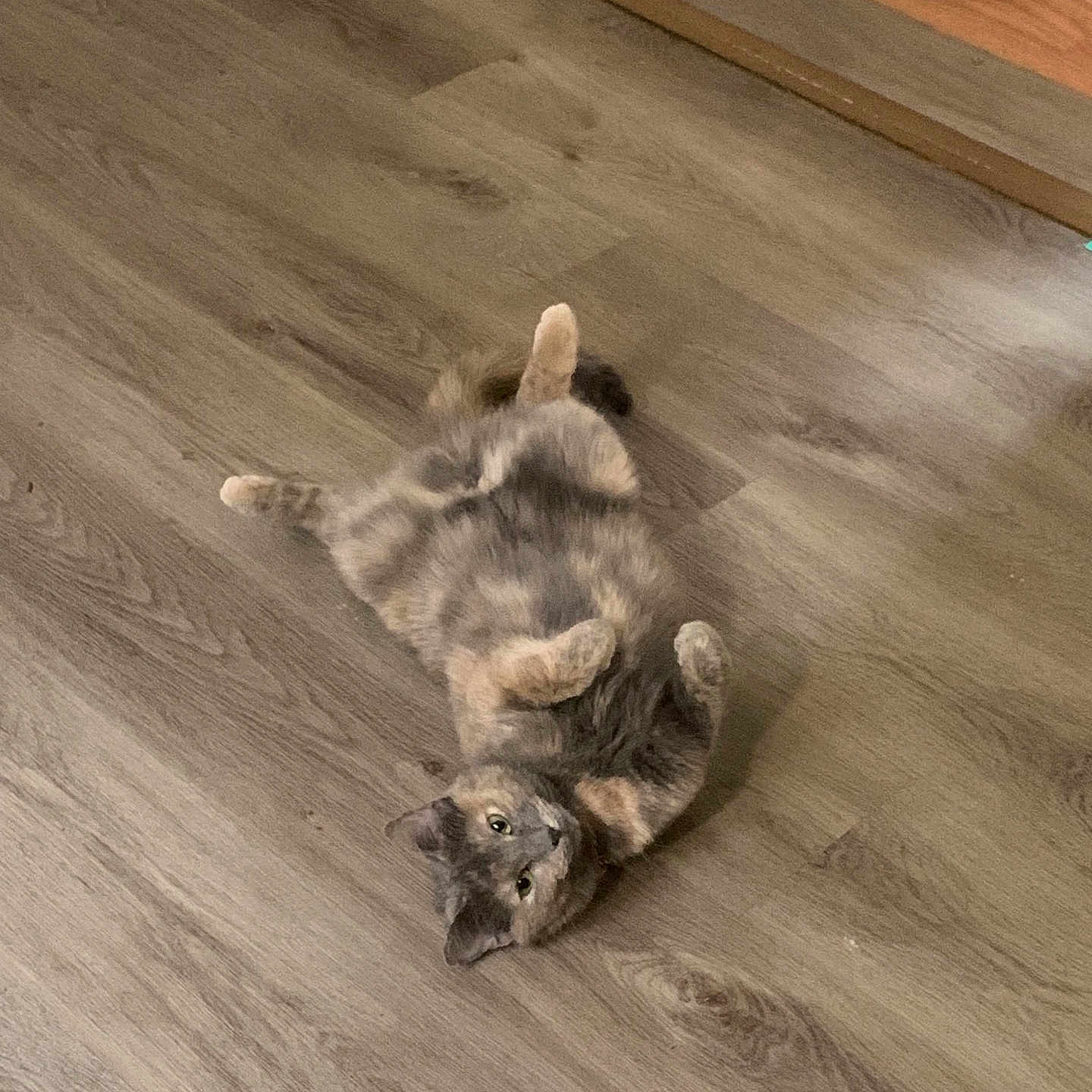 Einn is registered to the contest to win money with this photo: animal, canine, cat, coyote, dog, germanshepherd, hardwood, hound, husky, indoors, interiordesign, kitten, manx, pet, plywood, puppy, rabbit, stainedwood, wood, woodpanels