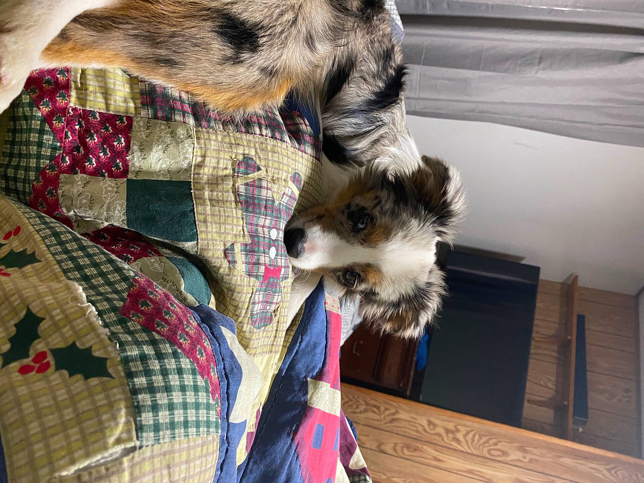 Daisy-mae is registered to the contest to win money with this photo: beard, carnivore, claw, collar, companion_dog, dog_breed, fawn, felidae, fur, linens, natural_material, pattern, plaid, small_to_medium_sized_cats, tail, tartan, textile, whiskers, wood