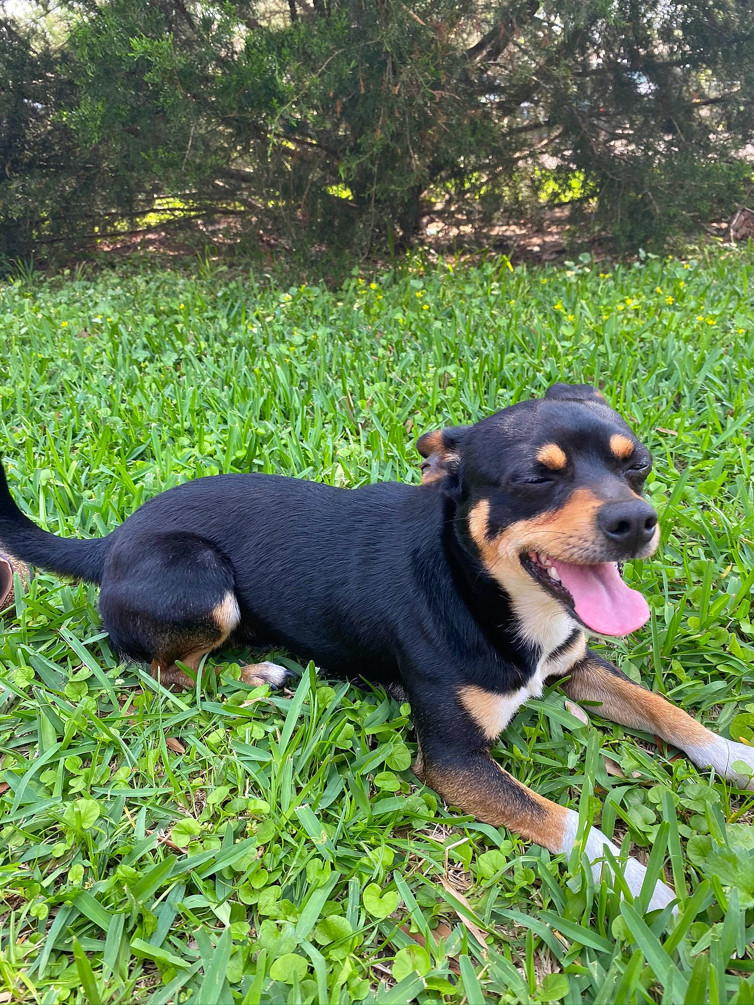 Cass joined the competition — help win amazing prizes! canidae, carnivore, companion_dog, dog, dog_breed, grass, guard_dog, hound, hunting_dog, pinscher, plant, snout, sporting_group, terrestrial_animal, tree, working_animal, working_dog