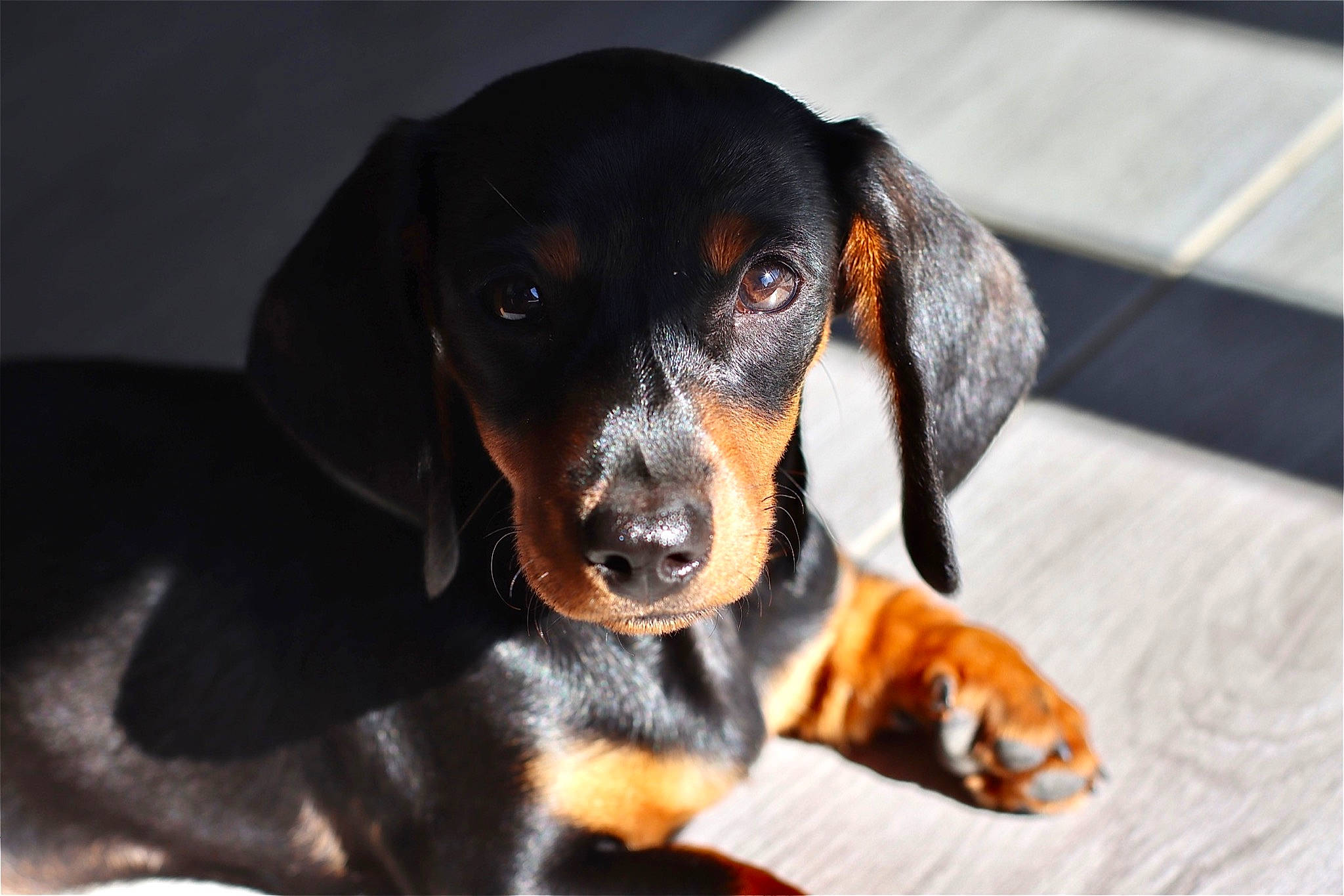 Muffin participe au concours pour gagner de l'argent avec cette photo : canidae, carnivore, companion_dog, dog, dog_breed, hound, hunting_dog, scent_hound, sharing, snout, sporting_group, terrestrial_animal, whiskers, working_animal, working_dog