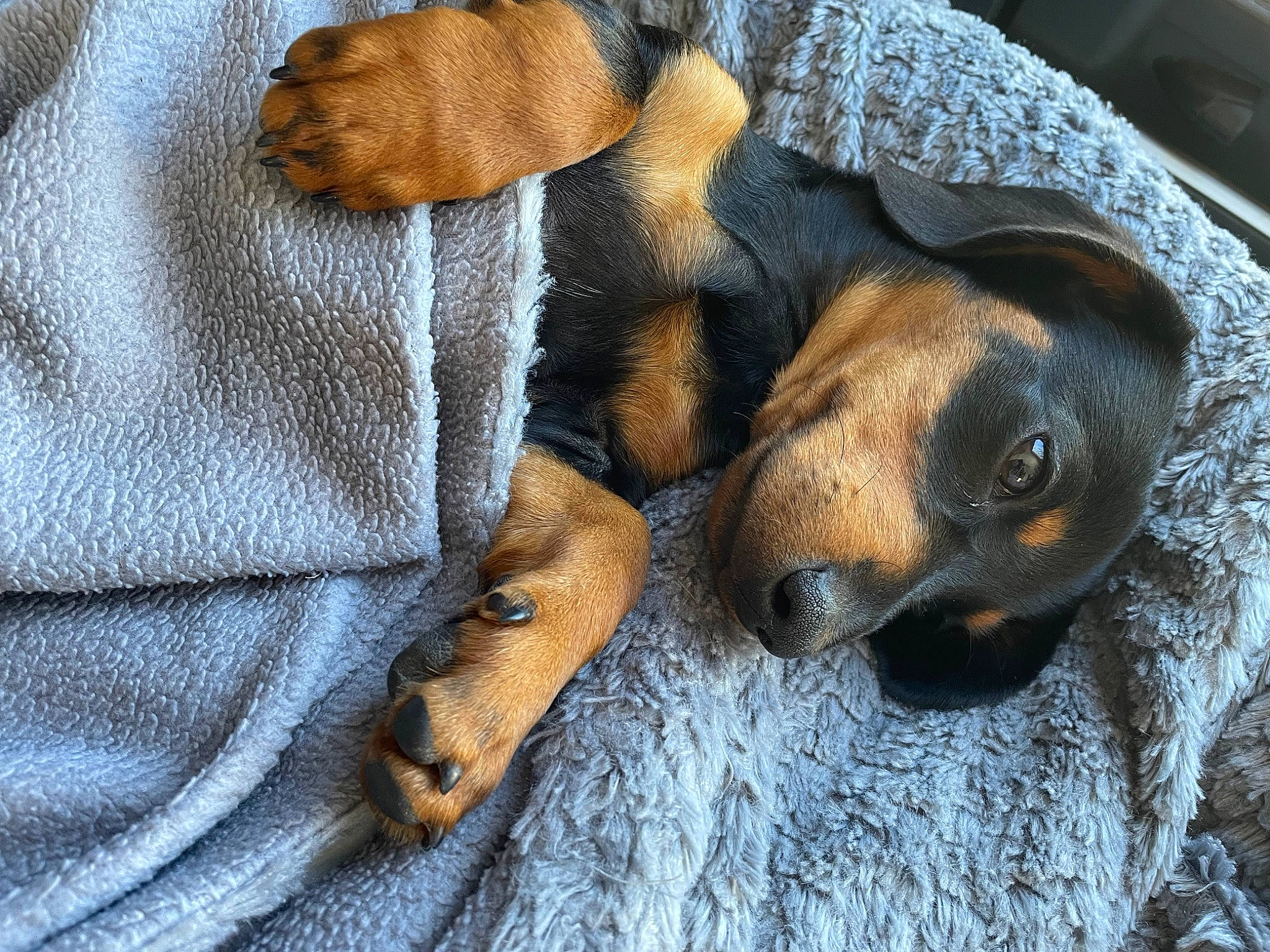 Muffin participe au concours pour gagner de l'argent avec cette photo : canidae, carnivore, comfort, companion_dog, dog, dog_breed, fawn, fur, hound, liver, paw, puppy, snout, sporting_group, street_fashion, whiskers, working_animal, working_dog