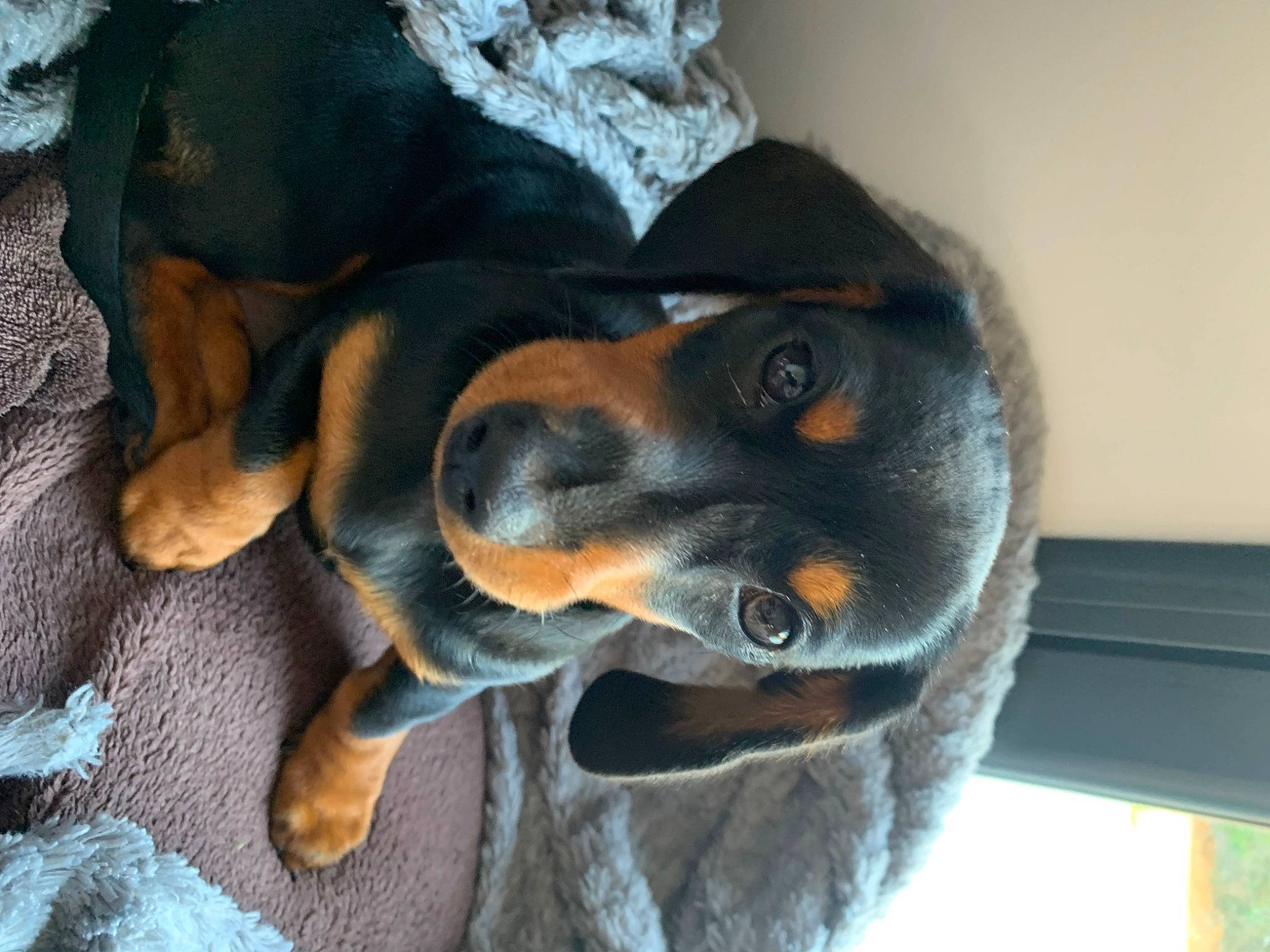 Muffin a rejoint le concours — aidez-le/la à gagner de superbes lots ! canidae, carnivore, collar, comfort, companion_dog, dog, dog_breed, ear, fawn, guard_dog, hound, hunting_dog, mammal, paw, snout, sporting_group, vertebrate, working_animal, working_dog