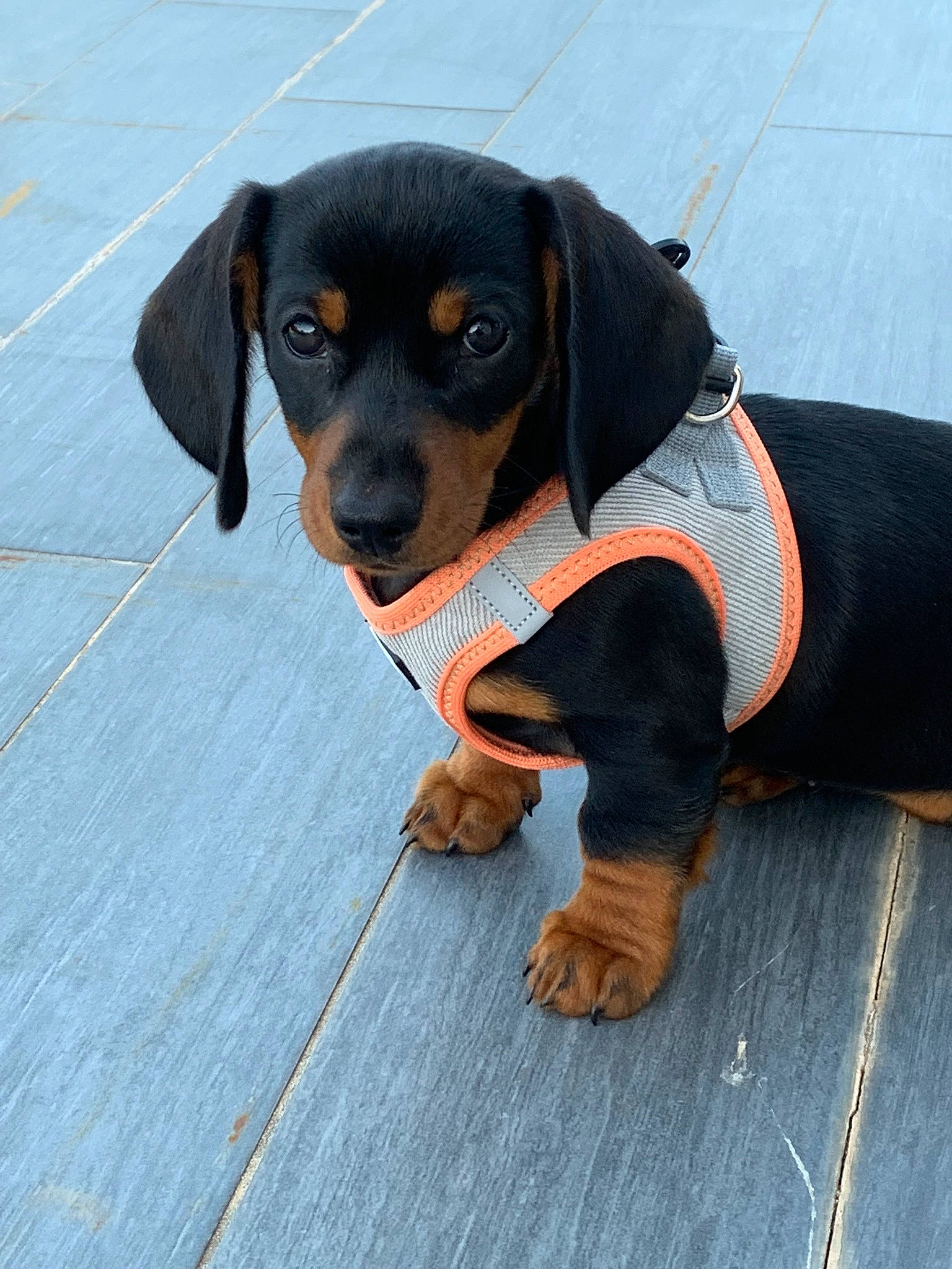 Muffin participe au concours pour gagner de l'argent avec cette photo : canidae, carnivore, circle, comfort, companion_dog, dog, dog_breed, dog_supply, grey, hound, hunting_dog, pattern, pet_supply, rottweiler, sitting, snout, sporting_group, working_animal, working_dog