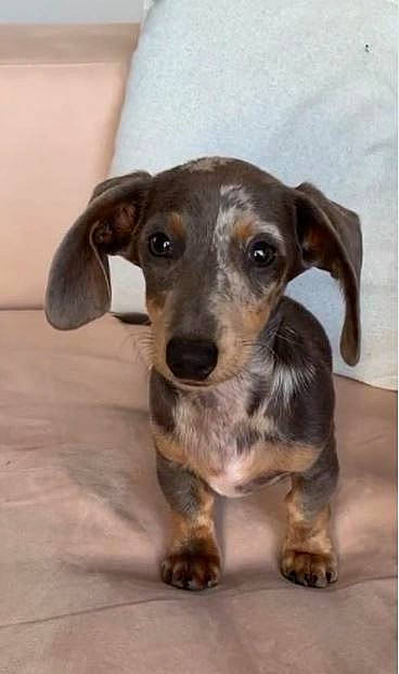 Floppy a rejoint le concours — aidez-le/la à gagner de superbes lots ! canidae, carnivore, companion_dog, dog, dog_breed, ear, fawn, fur, hunting_dog, liver, pet_supply, puppy, snout, sporting_group, street_dog, terrestrial_animal, whiskers, working_animal