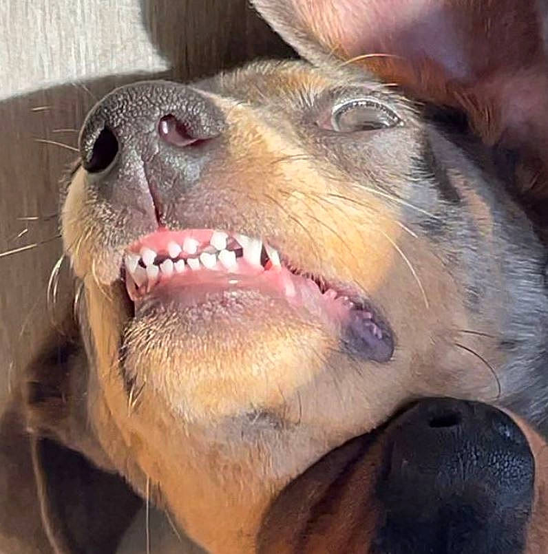 Floppy participe au concours pour gagner de l'argent avec cette photo : canidae, carnivore, companion_dog, dog, dog_breed, eye, fang, fawn, fur, happy, jaw, liver, paw, smile, snout, sporting_group, terrestrial_animal, whiskers, working_animal, yawn