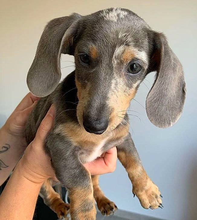 Floppy a rejoint le concours — aidez-le/la à gagner de superbes lots ! canidae, carnivore, comfort, companion_dog, dog, dog_breed, ear, fawn, gesture, happy, hound, hunting_dog, paw, puppy, scent_hound, sharing, sporting_group, whiskers, working_animal, working_dog