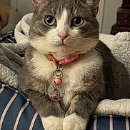 Gracie May is registered to the contest to win money with this photo: cat, gray_cat, white_cat, pet, collar, bell, unicorn_tag, cushion, striped_cushion, indoor, feline, whiskers, paws, close_up, cute, relaxed, domestic_cat, animal, fur, ears