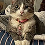 cat, gray_cat, white_cat, pet, collar, bell, unicorn_tag, cushion, striped_cushion, indoor, feline, whiskers, paws, close_up, cute, relaxed, domestic_cat, animal, fur, ears