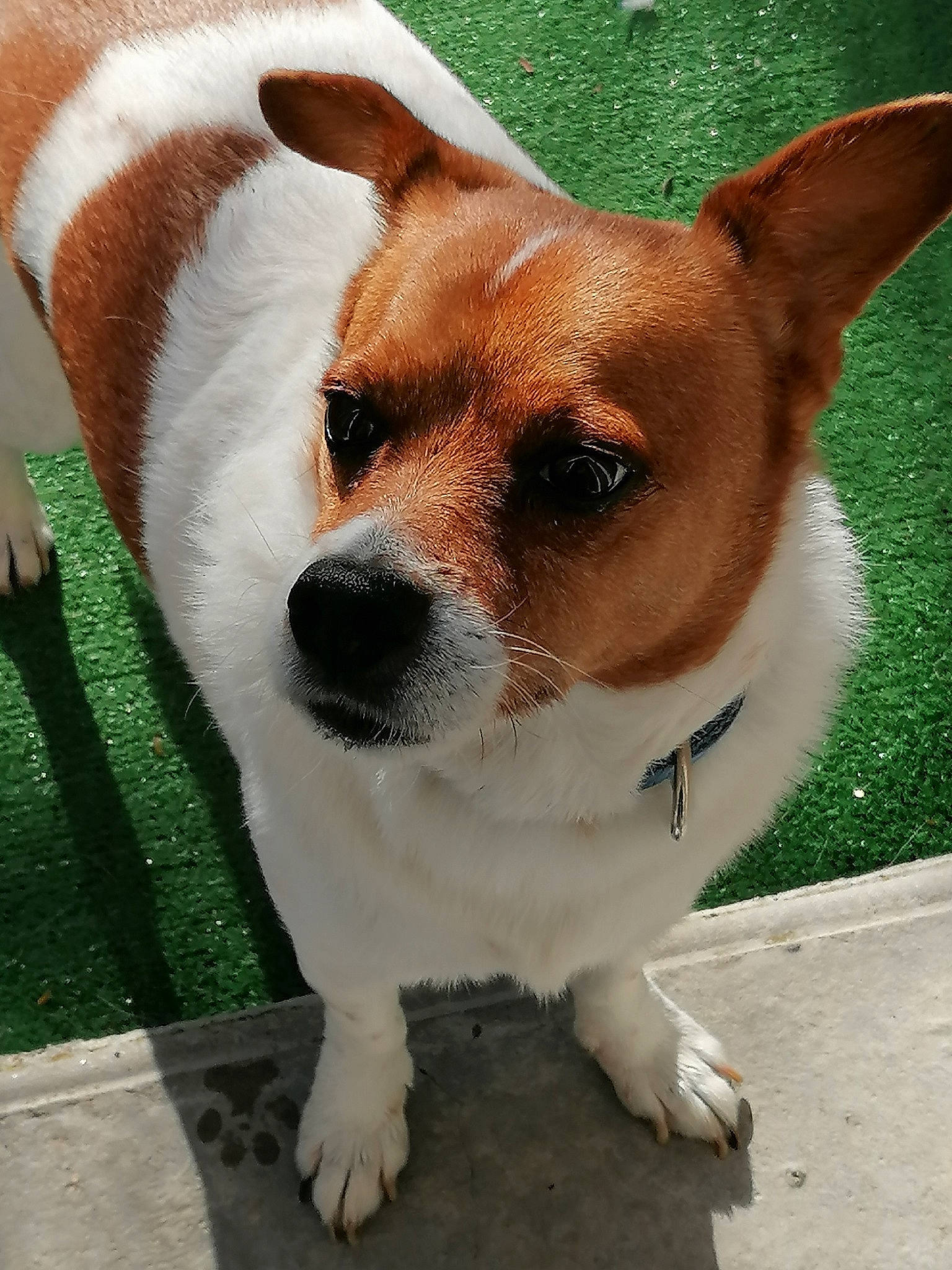 Newton participe au concours pour gagner de l'argent avec cette photo : ancient_dog_breeds, canidae, carnivore, collar, companion_dog, dog, dog_breed, dog_collar, fawn, fur, irishjacks, non_sporting_group, snout, sporting_group, terrestrial_animal, terrier, whiskers, working_animal