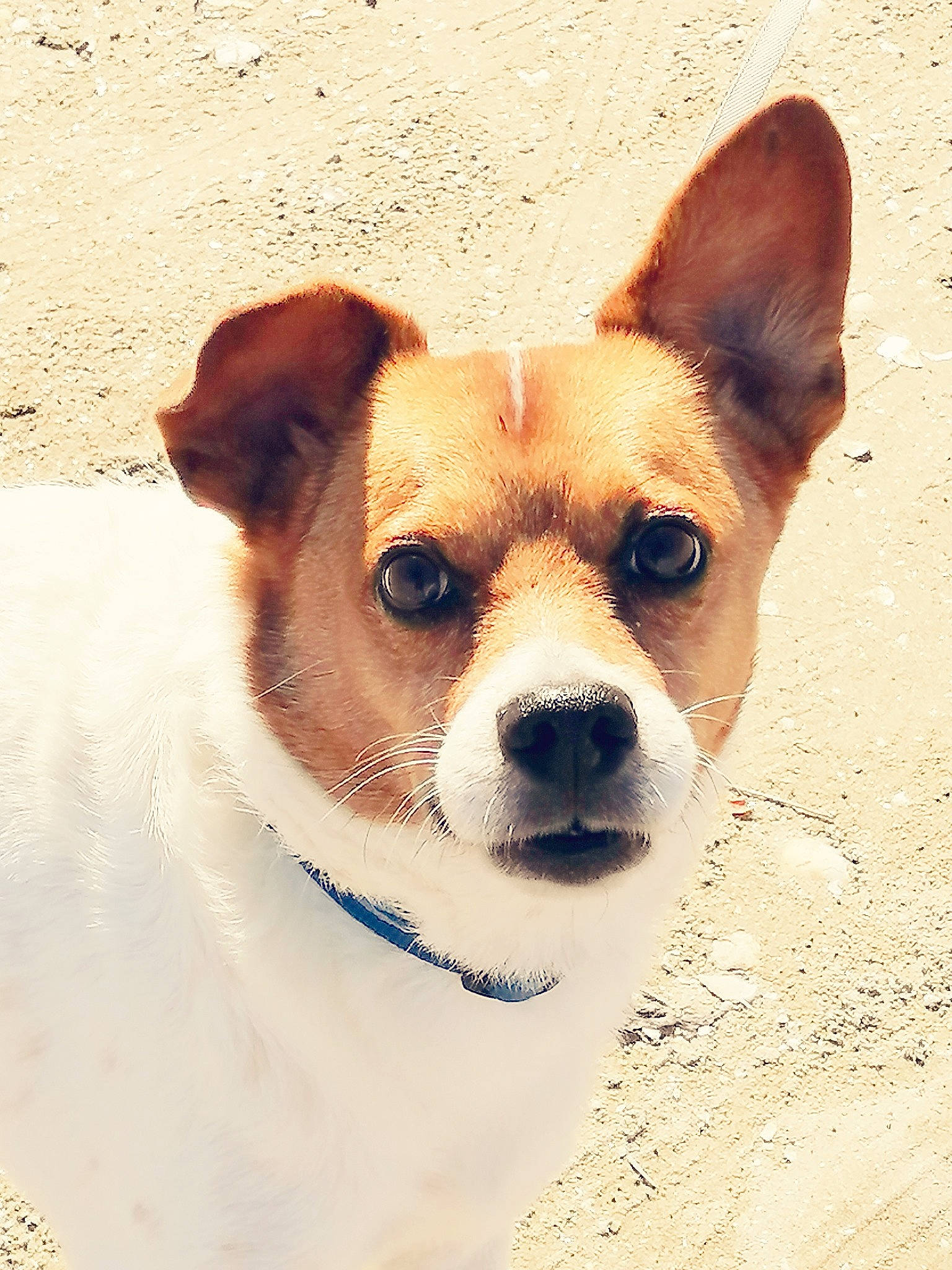 Newton participe au concours pour gagner de l'argent avec cette photo : ancient_dog_breeds, canidae, carnivore, collar, companion_dog, dog, dog_breed, fawn, fur, irishjacks, non_sporting_group, snout, sporting_group, terrestrial_animal, whiskers, working_animal