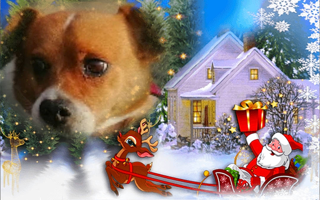Newton participe au concours pour gagner de l'argent avec cette photo : art, carnivore, christmas, christmas_decoration, christmas_eve, christmas_ornament, companion_dog, dog, event, fawn, holiday, holiday_ornament, illustration, ornament, santa_claus, sled, snout, whiskers, window, winter
