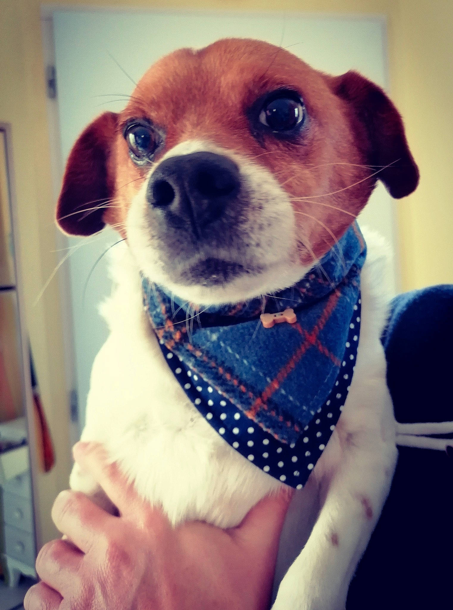 Newton participe au concours pour gagner de l'argent avec cette photo : canidae, carnivore, collar, companion_dog, dog, dog_breed, dog_collar, dog_supply, electric_blue, fawn, fur, non_sporting_group, pattern, pet_supply, puppy, snout, sporting_group, toy_dog, whiskers, working_animal