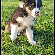 Tempête a rejoint le concours — aidez-le/la à gagner de superbes lots ! puppy, dog, grass, outdoor, nature, trees, sunlight, tongue, tricolor, cute, pet, animal, fur, sitting, playful, young, canine, daylight, leafless_trees, park