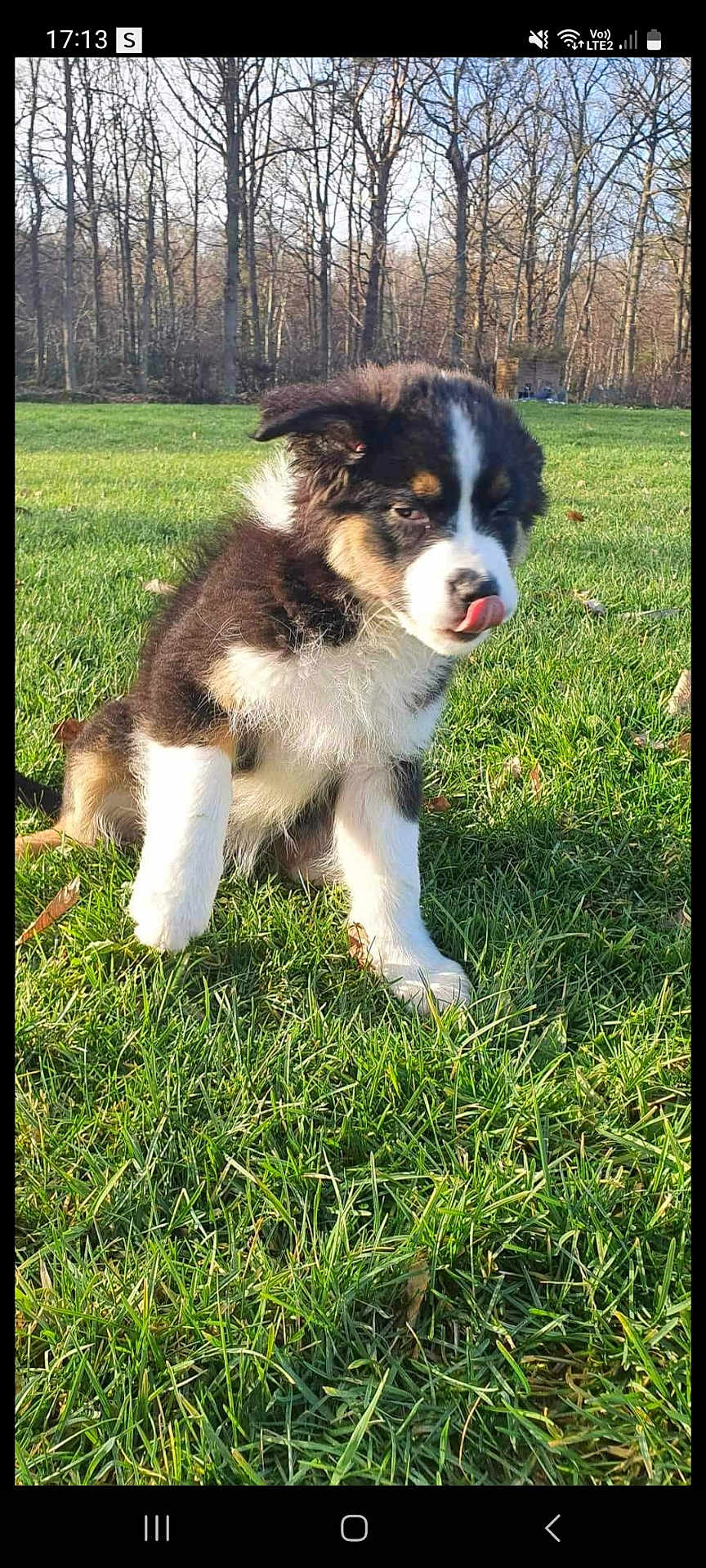 Tempête a rejoint le concours — aidez-le/la à gagner de superbes lots ! puppy, dog, grass, outdoor, nature, trees, sunlight, tongue, tricolor, cute, pet, animal, fur, sitting, playful, young, canine, daylight, leafless_trees, park