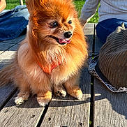 Laly participe au concours pour gagner de l'argent avec cette photo : dog, pomeranian, fluffy, outdoor, sunlight, wooden_table, tongue_out, pet, small_dog, happy, park, people, casual, grass, daylight, bench, leisure, vape, device, shadow