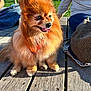 dog, pomeranian, fluffy, outdoor, sunlight, wooden_table, tongue_out, pet, small_dog, happy, park, people, casual, grass, daylight, bench, leisure, vape, device, shadow