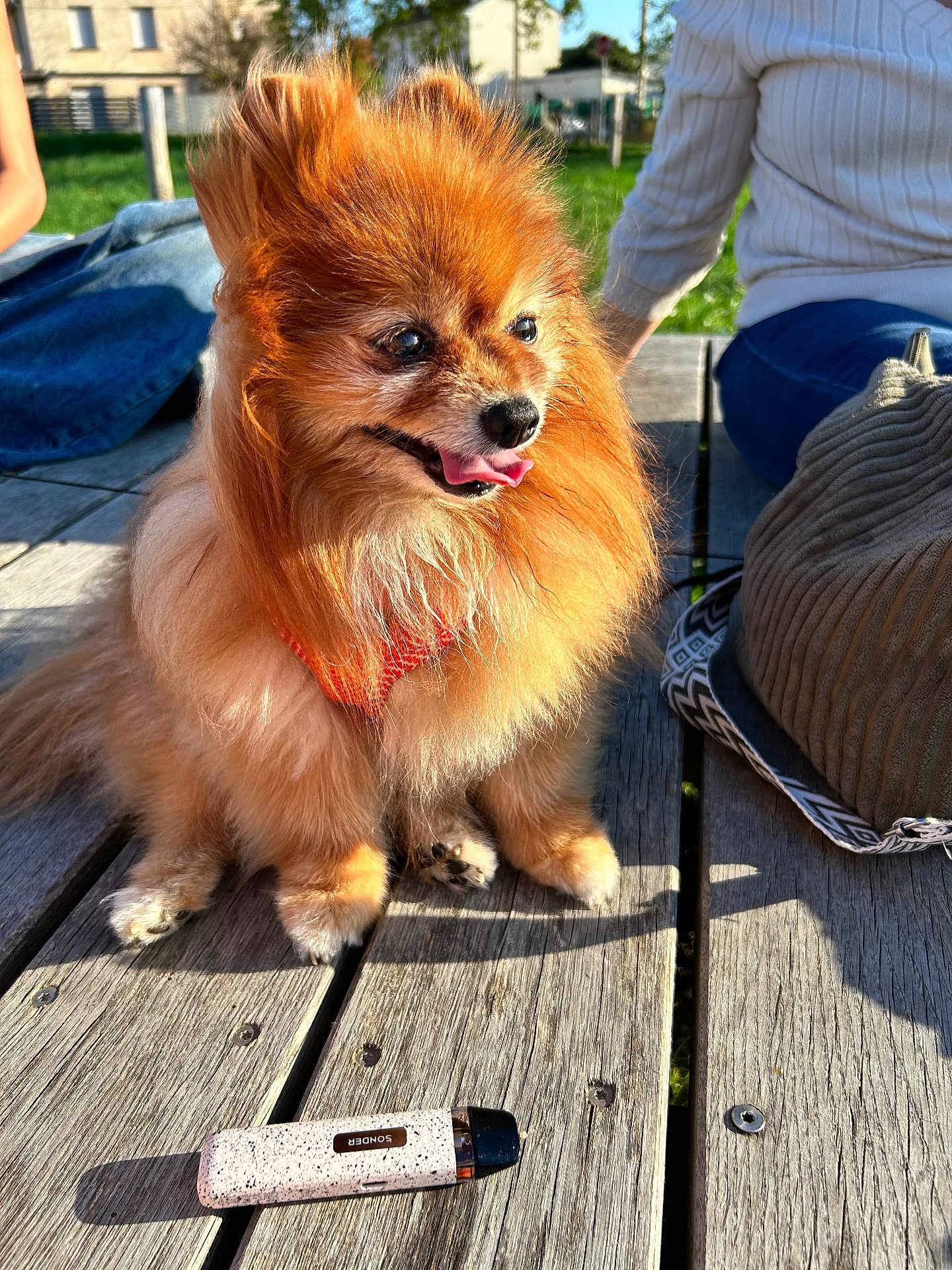 Laly participe au concours pour gagner de l'argent avec cette photo : dog, pomeranian, fluffy, outdoor, sunlight, wooden_table, tongue_out, pet, small_dog, happy, park, people, casual, grass, daylight, bench, leisure, vape, device, shadow