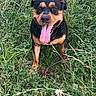 dog, rottweiler, grass, outdoor, tongue_out, pet, animal, happy, nature, greenery, fence, canine, playful, summer, tongue, muzzle, ears, tail, standing, field