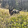 dog, outdoor, field, grass, plants, sunlight, harness, fence, nature, happy, animal, pet, greenery, daylight, walking, tail, ears, tongue, canine, summer